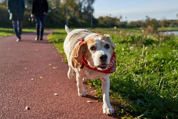 Wat zijn de belangrijkste voedingseisen voor een gezonde hond?