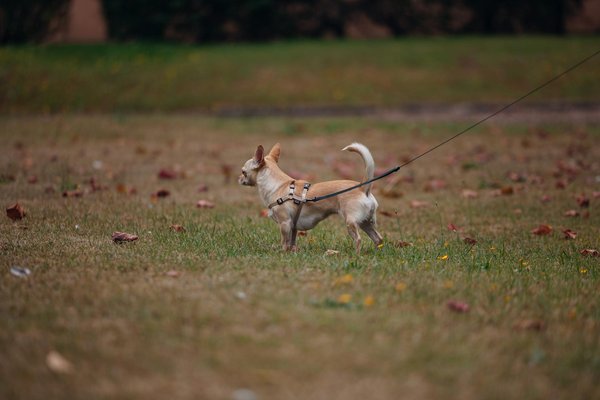 Hoe kan je het gedrag van je kat positief beïnvloeden?