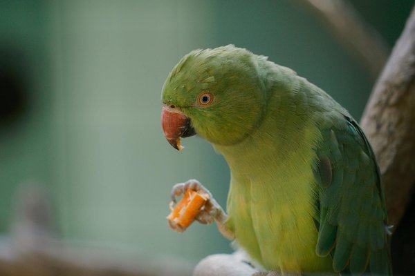 Wat zijn de beste manieren om de vachtverzorging voor een Siamese kat aan te pakken?
