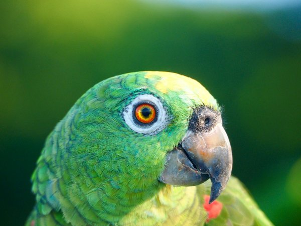 Hoe vaak moet je je huisdier laten vaccineren?